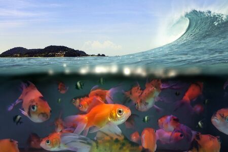 Under water split view of swimming fish and ocean wave under blue skyの写真素材