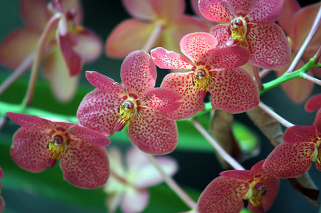 Beautiful orchid flower at garden