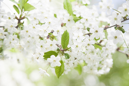 Branches of blooming cherry tree. Spring background.の写真素材