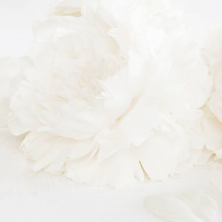 Pastel peony flower head on grey.の写真素材
