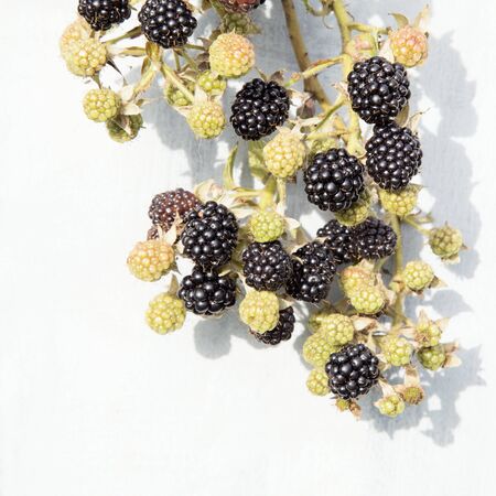 Branch of blackberry on grey background with copy space.の写真素材
