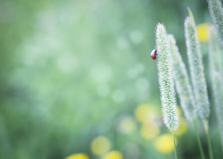 Ladybug sitting on green grass. Summer background. Selective focus.の写真素材