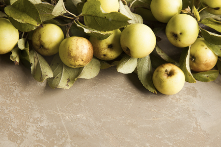Branch of wild apples on brown shabby background. Copy space.の写真素材