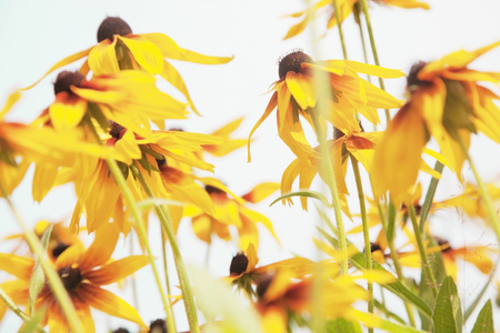 Black-eyed Susan (Rudbeckia) flowers on cyan sky background. Selective focus. Toned.の写真素材