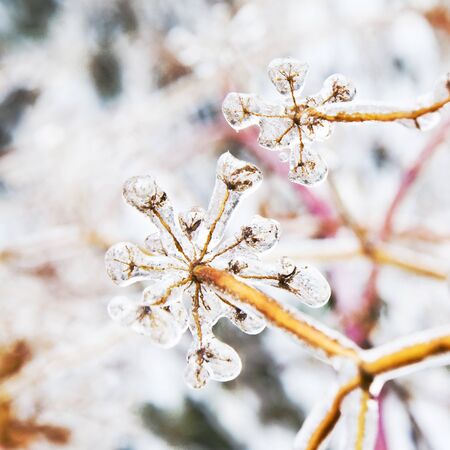 Some frozen beautiful aise-weed plants covered with icicles. Winter background. Selective focus....