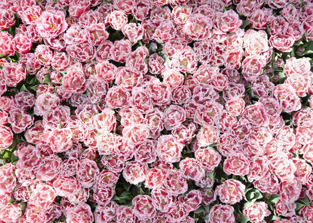 Beautiful flower bed of pink tulips shot from above on sunny day. Floral background.の写真素材