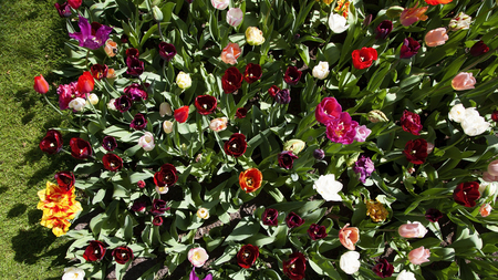 Bright colorful tulips shot from above on summer day. Optimistic background.の写真素材