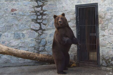 Brown bear standing on his hind legsの写真素材