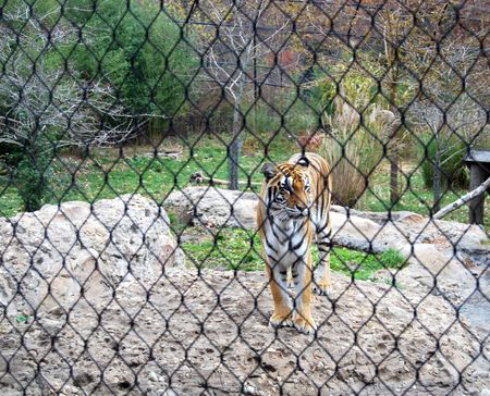 Lonely tiger behind the cageの写真素材