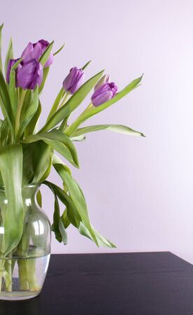 Purple fresh tulips in glass vase with purple wallの写真素材