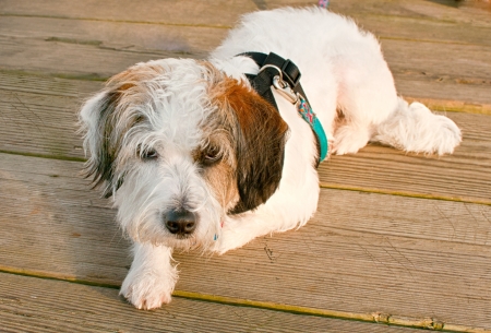 Hairy white dog lying and starring portrait