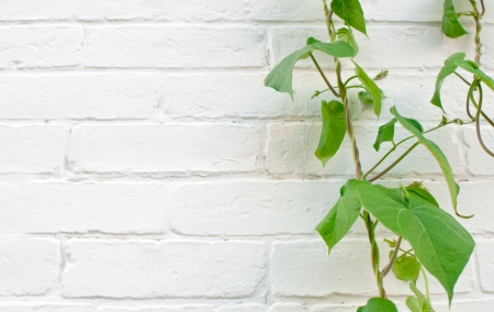 White brick background with wild grape plantの写真素材