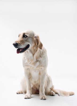 Shot of Golden Retriever on a white background の写真素材