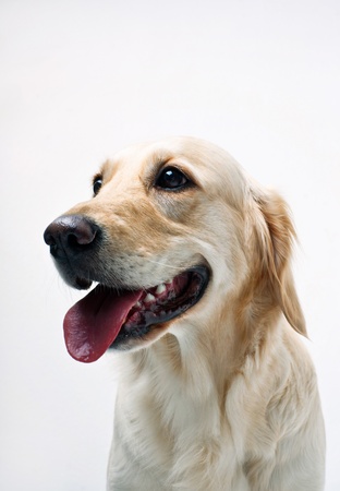 Shot of Golden Retrieverの写真素材