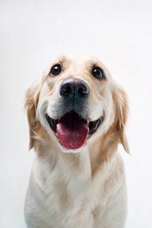 Shot of Golden Retrieverの写真素材
