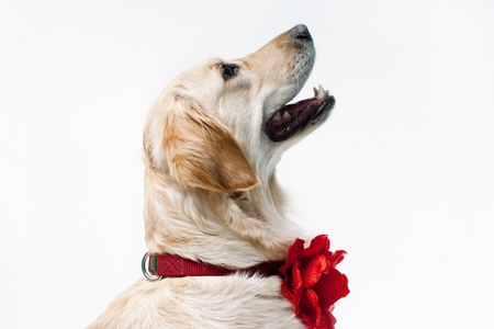Shot of Golden Retriever with red flowerの写真素材