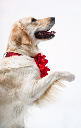 Shot of Golden Retriever with red flowerの写真素材
