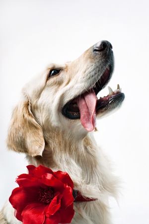 Shot of Golden Retriever with red flowerの写真素材