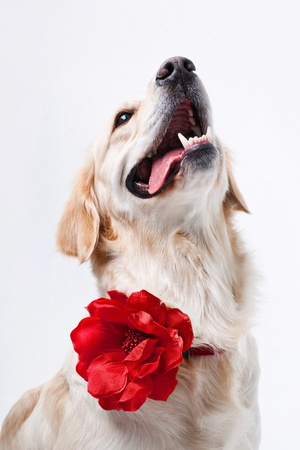 Shot of Golden Retriever with red flowerの写真素材
