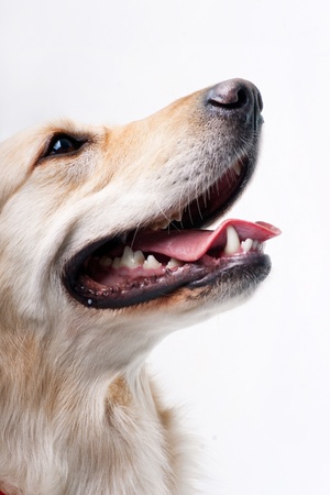 Shot of Golden Retriever on the white backgroundの写真素材