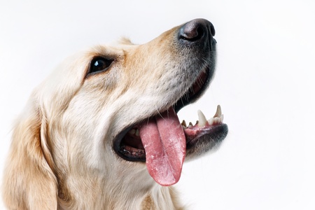 Shot of Golden Retriever on the white background