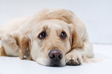 Shot of Golden Retriever on the white backgroundの写真素材