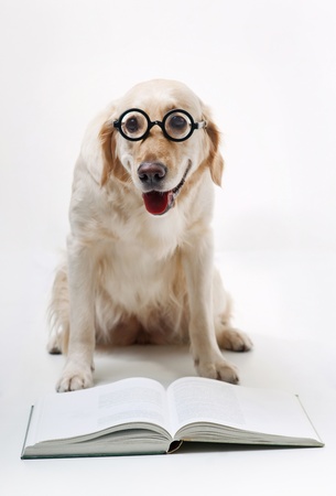 Shot of Golden Retriever with the bookの写真素材