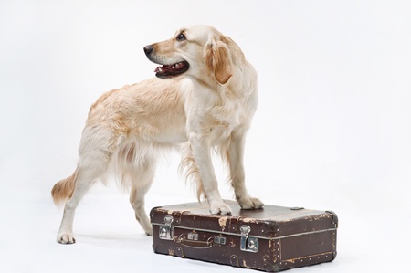 Shot of Golden Retriever with the suitcaseの写真素材