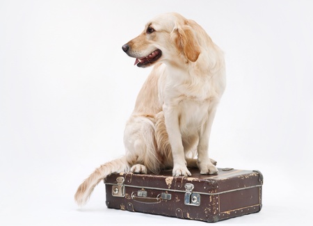Shot of Golden Retriever with the suitcaseの写真素材
