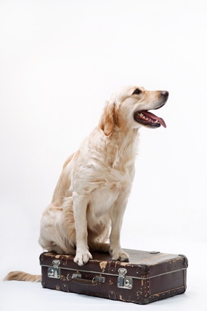 Shot of Golden Retriever with the suitcaseの写真素材
