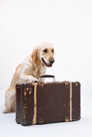 Shot of Golden Retriever with the suitcaseの写真素材