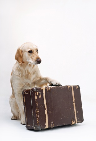 Shot of Golden Retriever with the suitcaseの写真素材