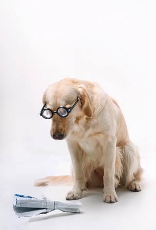 Shot of Golden Retriever with the newspaperの写真素材