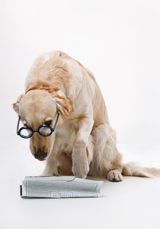 Shot of Golden Retriever with the newspaperの写真素材