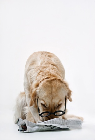 Shot of Golden Retriever with the newspaperの写真素材