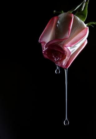 Shot of beautiful pink roseの写真素材