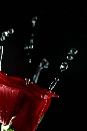 Shot of beautiful red roseの写真素材
