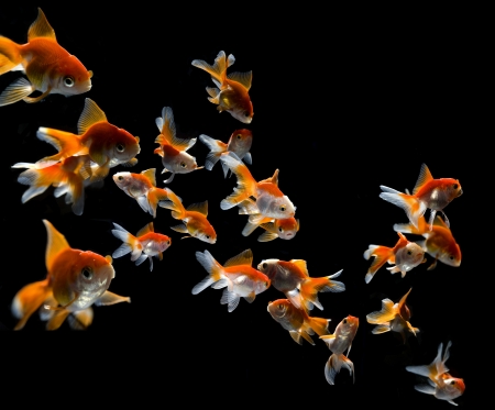 Shot of the shoal goldfishの写真素材