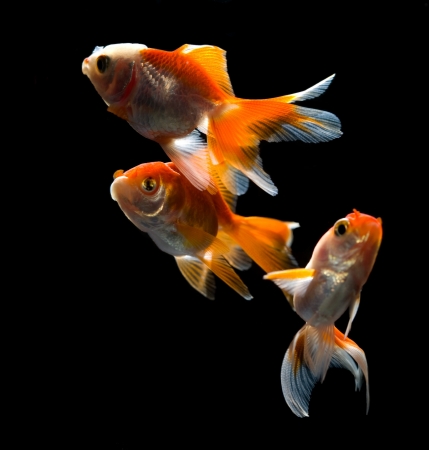 Shot of the beautiful goldfishの写真素材