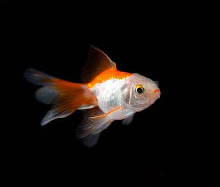 Beautiful goldfish in the aquariumの写真素材