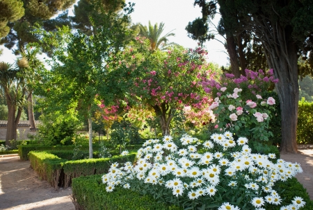 Flowers of the beautiful parkの写真素材