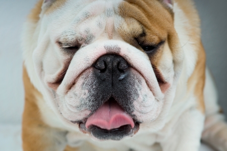 Muzzle of english bulldog with his tongue sticking outの写真素材