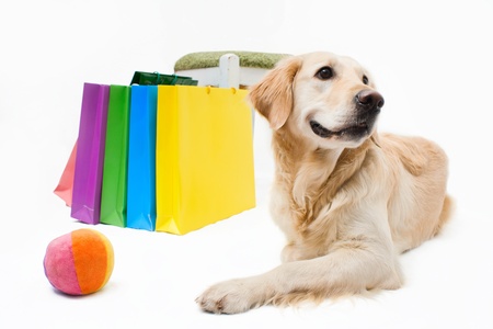 Labrador retriever with packagesの写真素材