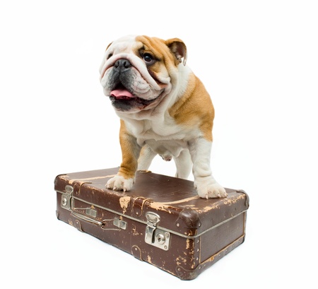 English bulldog guarding old suitcaseの写真素材