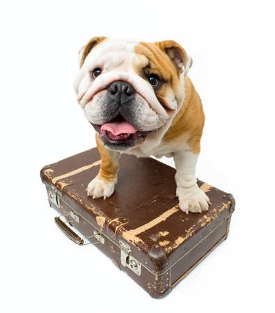 English bulldog guarding old suitcaseの写真素材