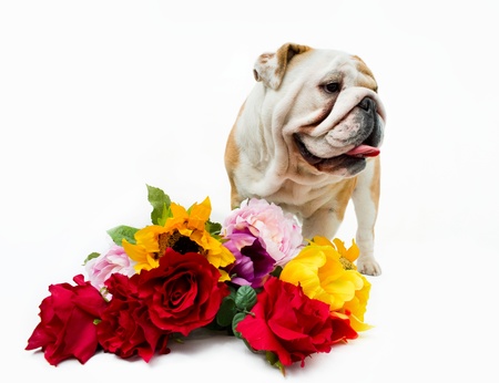 English bulldog with a bouquet of flowersの写真素材