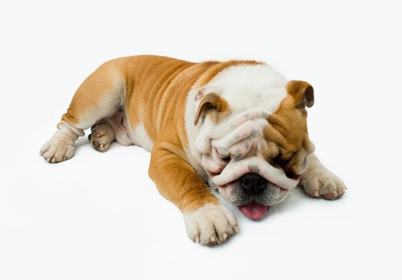 English bulldog tired and sleepsの写真素材