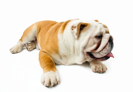 English bulldog tired and restingの写真素材