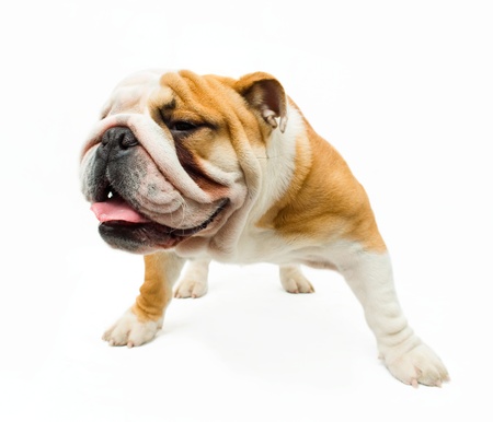 English bulldog on the white backgroundの写真素材