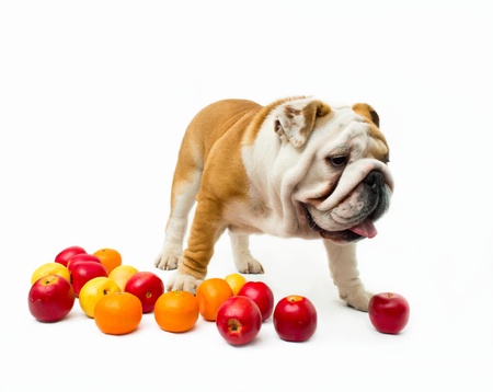 English bulldog with variety fruitsの写真素材